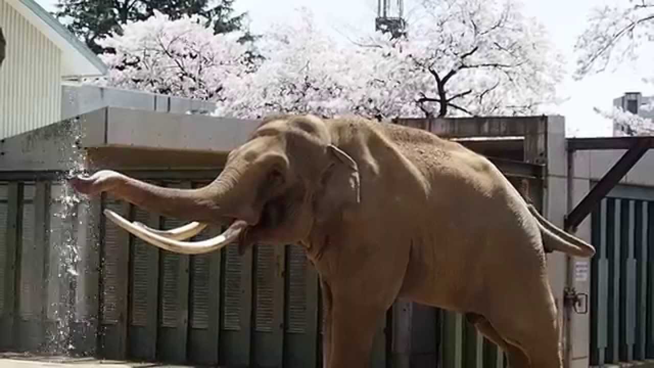 2015/04/04 王子動物園 ゾウのマック シャワーの水を鼻にかけている様子 - YouTube