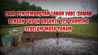 Cara Penyemprotan Dasar Lahan Padi (Sawah) Menggunakan Pupuk Organik Eco Farming Sebelum Masa Tanam