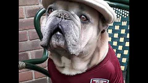 West ham talking dog coronavirus #westhamfans #wes...