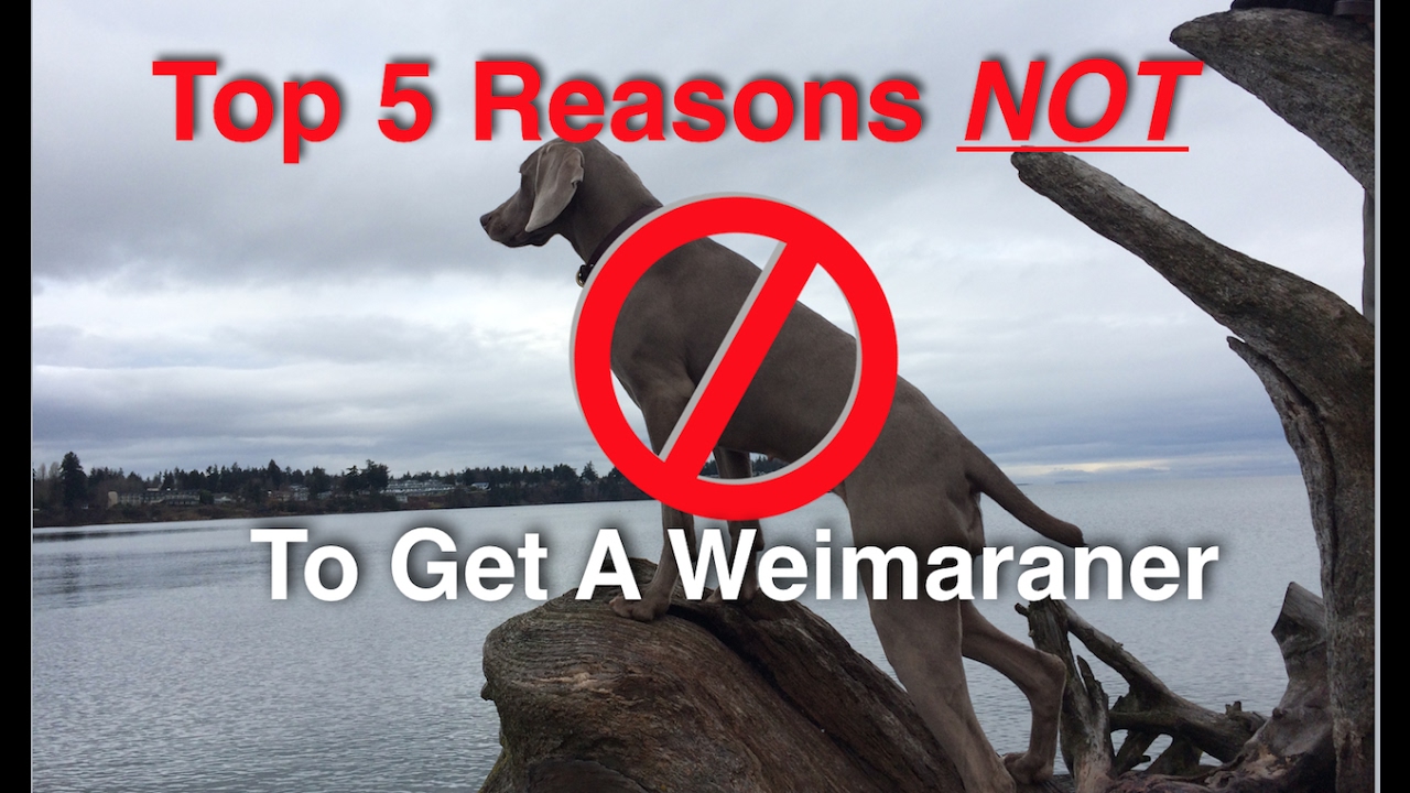 Discussion on this topic: 5 Reasons Why You Should Not Have , 5-reasons-why-you-should-not-have/ Discussion on this topic: 5 Reasons Why You Should Not Have , 5-reasons-why-you-should-not-have/