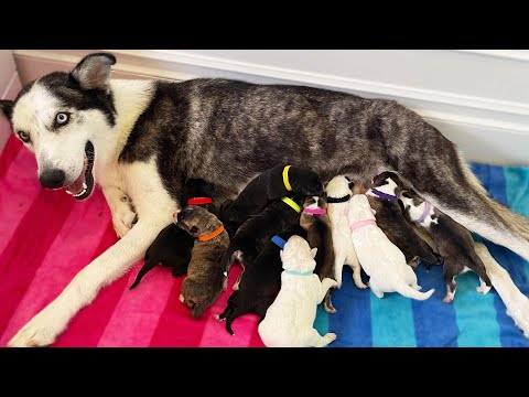 How To Tell If My Dog Is Pregnant - My Pregnant Husky Gave Birth to More Puppies While I Was Gone...