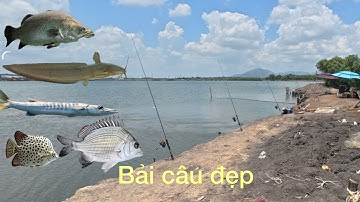 Tiếp tục câu tại đầm mậu cá ngát ăn mạnh (cá tráp nhỏ rất nhiều)