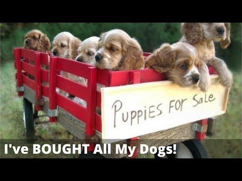Video: Sådan adopteres ethvert hundeac uden at købe fra en butik eller opdrætter