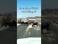 الحمير بالخط لن فيه علف سبحان من ساق لها رزقها Donkeys اكسبلور Youtube 