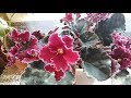 Обзор цветущих фиалок.//Overview of flowering violets.