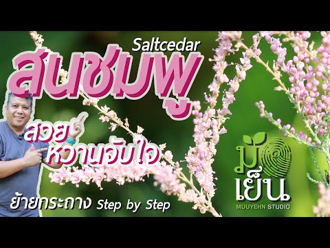 วีดีโอ: การออกแบบสวนสีชมพู - การจัดสวนด้วยพืชสีชมพู