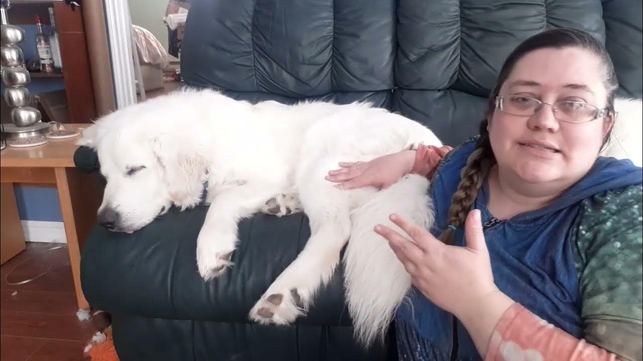 roughhousing-with-your-livestock-guardian-dog-and-why-it-may-not-be-for