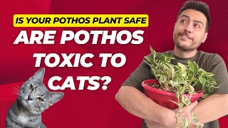 Is Pothos Toxic to Cats? The Truth and Tips on Keeping Pothos and Cats