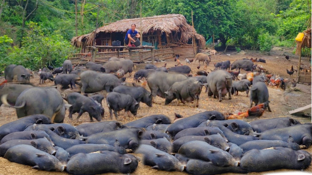 How to Make Pigs' Pettitoes — The Victorian Way