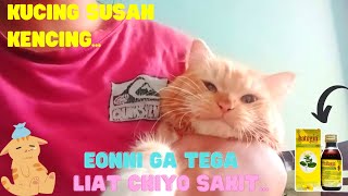 Download lagu Batugin Medication Review for Cats with Difficulty Urinating - FLUTD