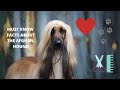 Getting To Know Your Dog's Breed: Afghan Hound Edition の動画、YouTube動画。