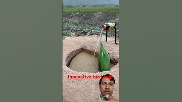 Innovative bird trap #shorts #ytshorts #trap #viralshorts #trendingshorts #youtubeshorts