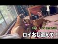 ロイちゃん遊んでぇ【土佐犬85 87日目】