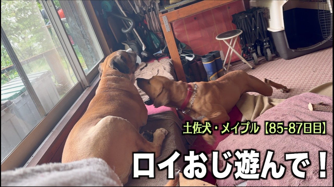 ロイちゃん遊んでぇ【土佐犬85 87日目】