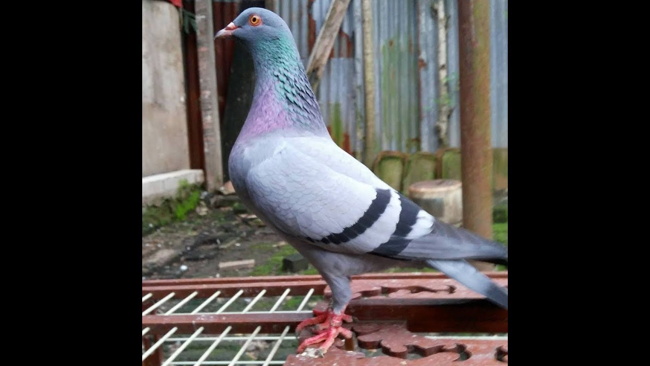 Merpati Jablay Edan Sedulur Mcb By Geber Mania