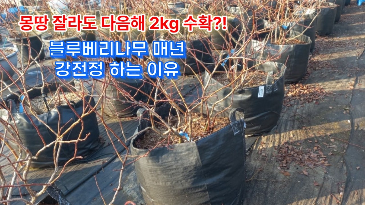 블루베리나무 매년 전정하는 이유 열매 수확량은?