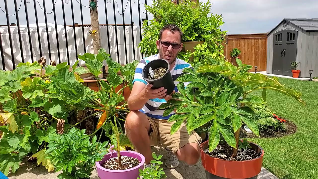 Check out my Amorphophallus Collection - Corpse Flower