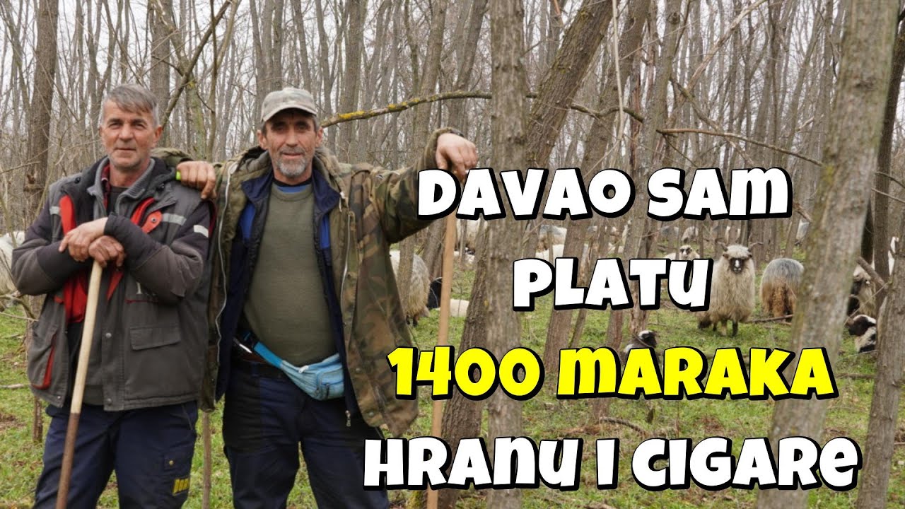 NAKON 3 GODINE U NJEMAČKOJ  VRATIO SE OVCE ČUVATI