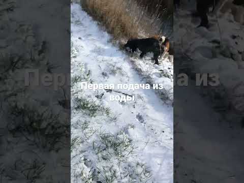 Спаниель Гера , первая подача утки из воды