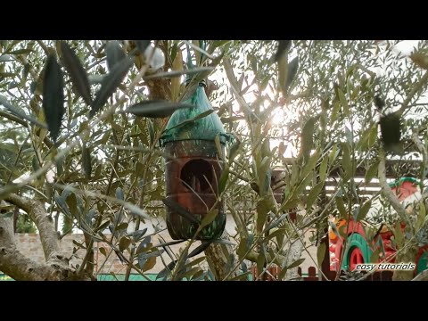 Video: Come Realizzare Una Casetta Per Uccelli Da Una Bottiglia Di Plastica
