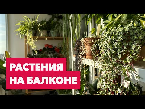 Видео: Обзор моих комнатных растений и цветов на балконе » Июнь 2023