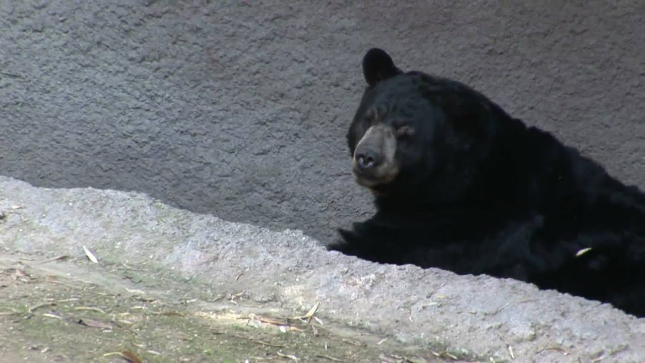 Black Bear_Walking And Sign_Zoo free video clips background