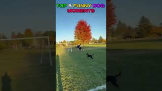 RANKING TOP 5 FUNNY DOG MOMENTS part 4