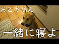 無言で部屋の前で待ってる保護犬ワンジロー