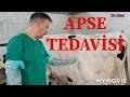 Doğumu Yakın İnekte Apse Oluşmuş #hayvancılık #livestock