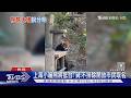 上海小貓熊將抵台! 蔣:不排除開放市民取名｜TVBS新聞 @TVBSNEWS01