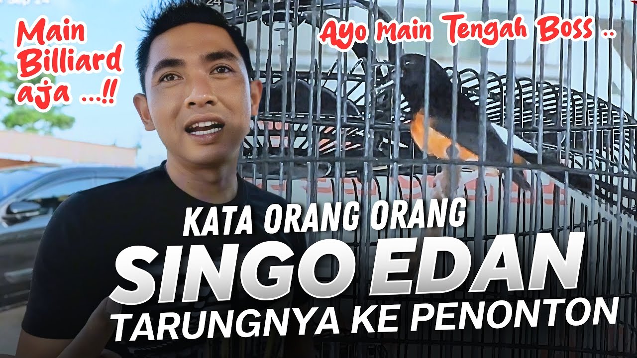 SINGO EDAN DITANTANG TARUNG DENGAN BURUNG ‼️ Kopdar SMM