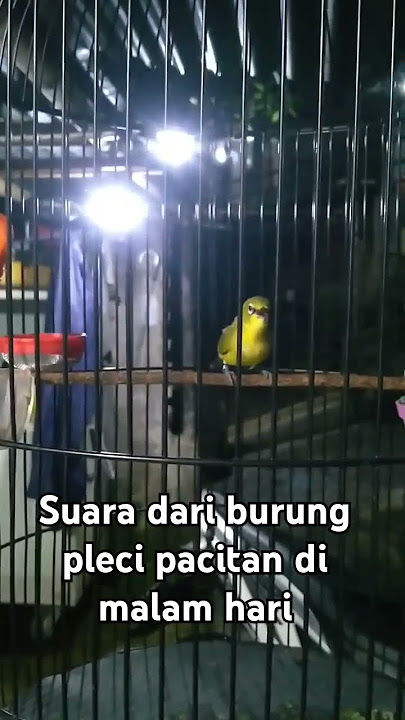 Suara burung pleci dakun pacitan di malam hari.