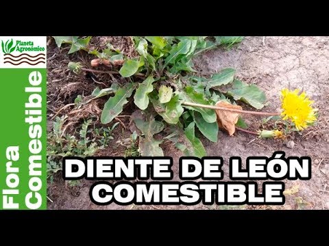 Diente De Leon Una Planta Comestible Aprende A Identificarla Y