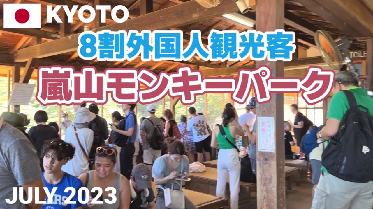 【京都】8割外国人観光客の嵐山モンキーパーク 野生のニホンザルに会えて大満足! Arashiyama Monkey Park, Kyoto, Japan
