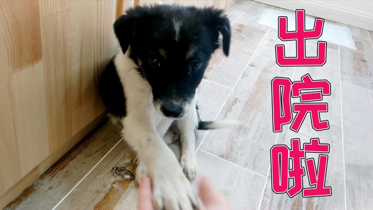 最好的野牛狗粮 好处 评论和首选