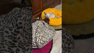shorts Cute animals