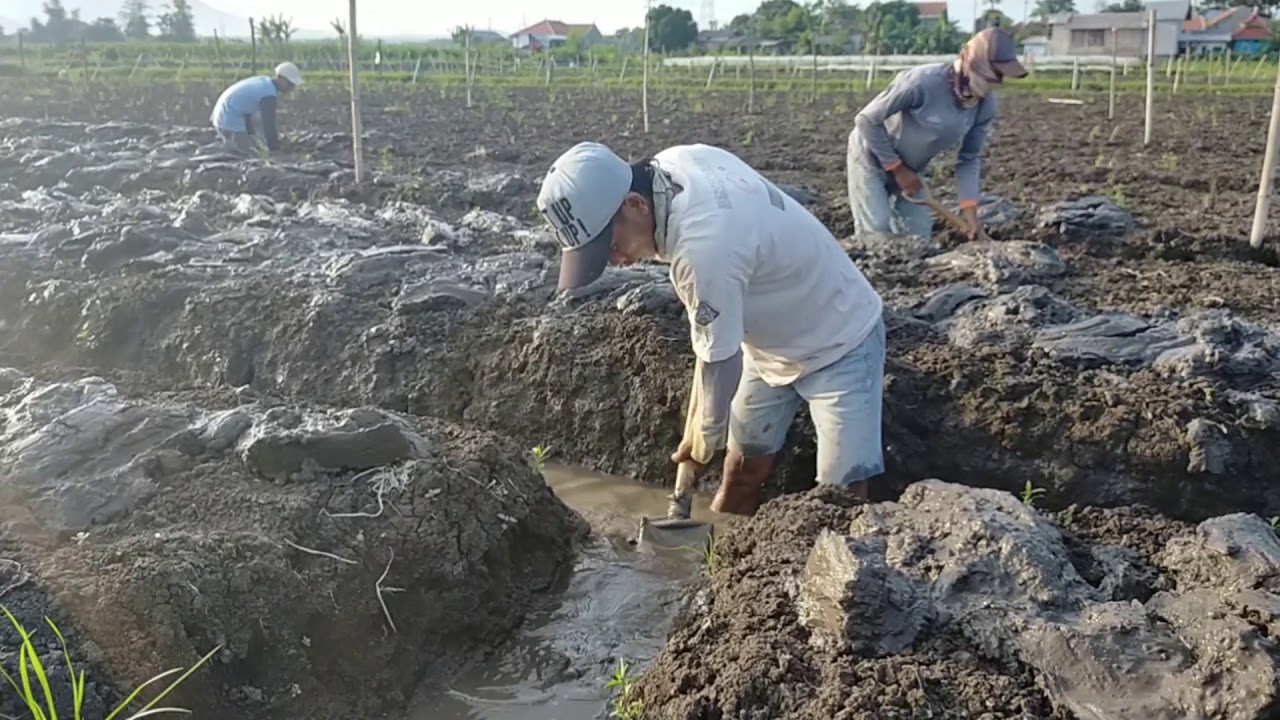 Cara mengolah tanah atau memperdalam got di bedengan buat BM 