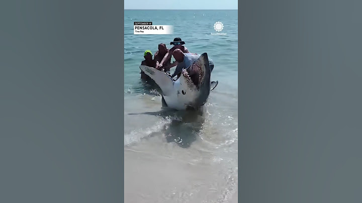 TIBURON PELIGROSO SALVADO POR PLAYEROS #shorts #fyi #fyp #shark #tiburon #beach #dangerous #trending
