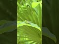 Huge sand wasp Playa del Carmen Mexico tropical Caribbean jungle insect life #nature #explore #wild