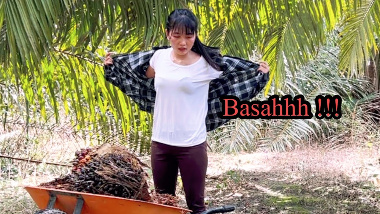 Kebun sawit terbaik || Sawit hari ini