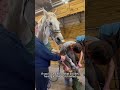 Horses Being Absolute Chaos Compilation#HorseCompilation#SillyHorses#HorseFails#FunnyAnimals