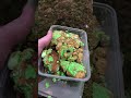 Christmas cookies (no cap)