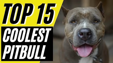 Top 15 Coolest PitBull Dog Mixes - Pit Mixes and Hybrids