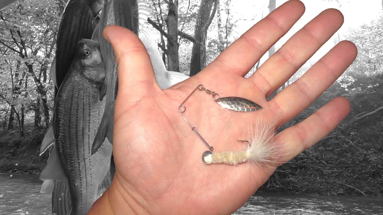 Beetle Spin Catch and Cook Kayak Fishing