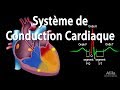 Le Système de Conduction Cardiaque et la Relation avec l'ECG, Animation