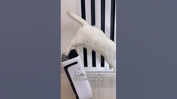 Bắt quả tang mèo nằm ngoan bên cạnh máy lọc không khí