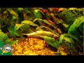 Aquarium Plants Dying Plant Deficiencies Plants 101