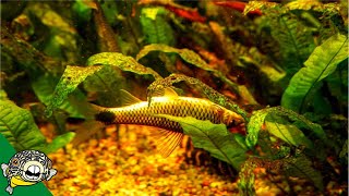 Aquarium Plants Dying Plant Deficiencies Plants 101