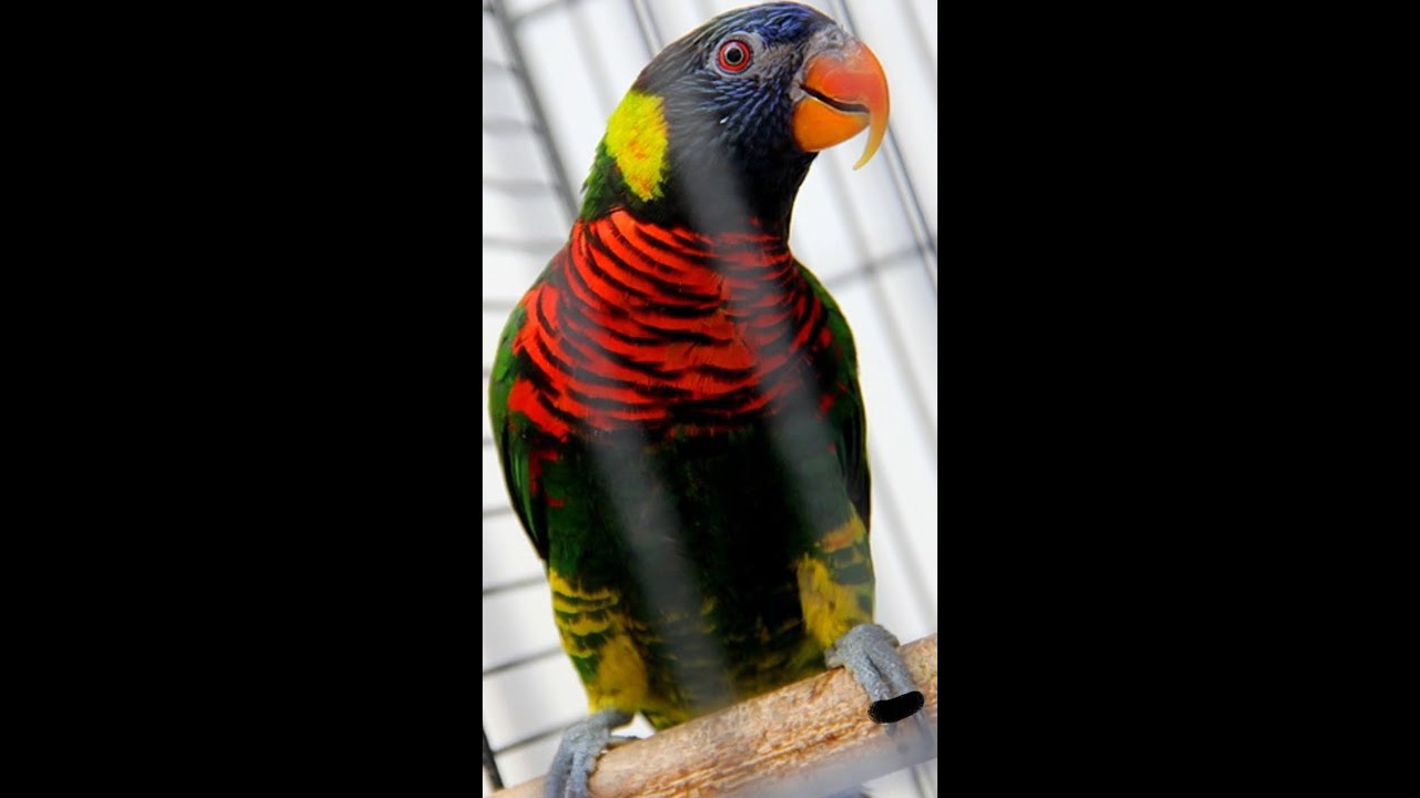 طريقه تعليم البغبغاء اللوري العب بسهوله الحلقه 3