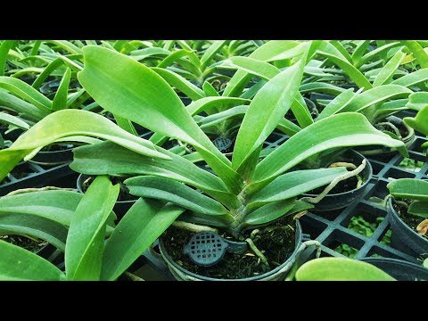 Cách trồng Ngọc Điểm (Nghinh Xuân) đơn giản | Duy Phong Orchid | Foci